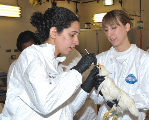 Veterinary students obtaining tracheal samples