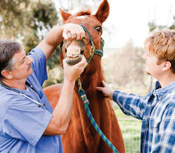 Veterinarian examining a horses teeth