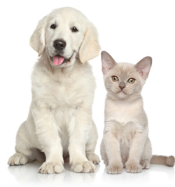 White dog and white cat sitting next to each other