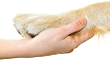 Human hand holding a dog's paw