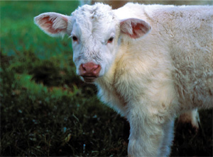 Veal calf