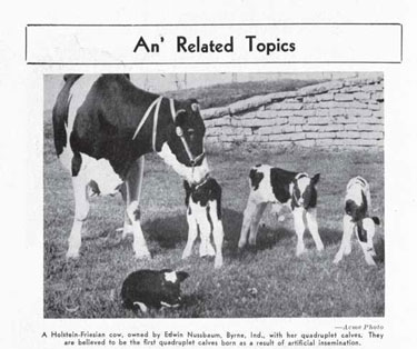 "An’ Related Topics" - A Holstein-Friesian cow with quadruplet calves