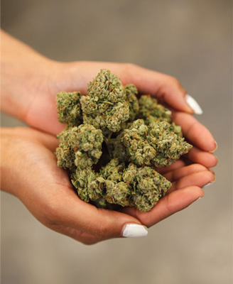 Handful of marijuana buds