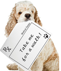 Dog with a written prescription for walking in its mouth