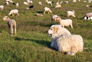 Sheep and sheepdog in a field