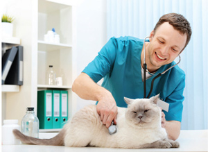 Veterinarian and feline patient in exam room