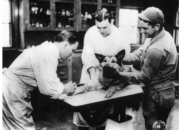Army veterinarians examine a dog