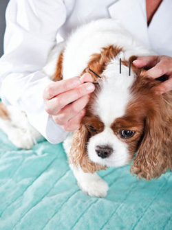 Veterinarian performing acupuncture on a dog