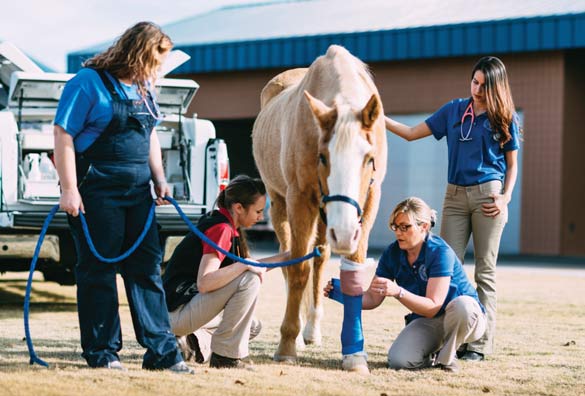 Midwestern University researchers with a horse