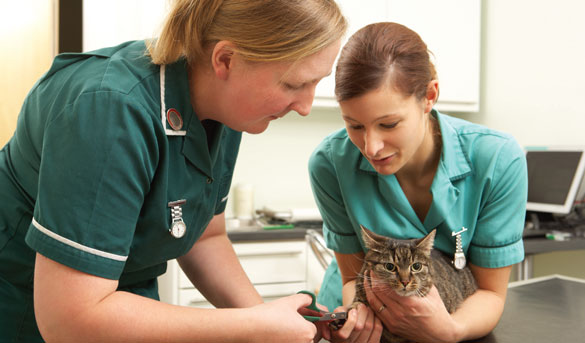 Vet staff with a cat