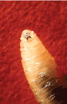 A screwworm larva