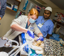 Corrine Fry (Tufts ’17) extracts teeth.