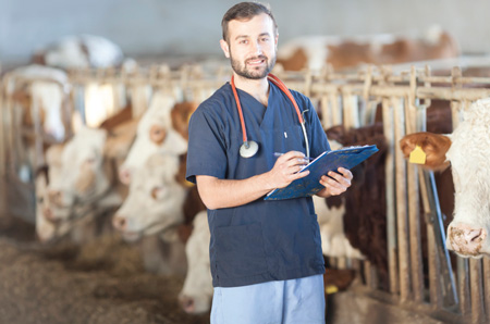 Veterinarian working in a cattle barn