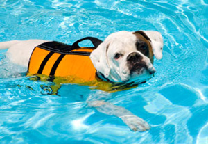 Dog undergoing hydrotherapy