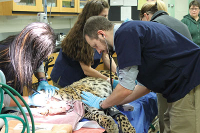 Dr. Mike Adkesson examines a leopard