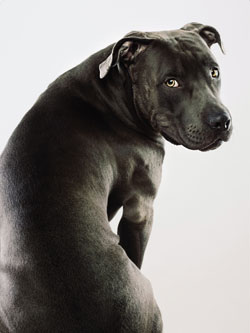 Pit bull-type dog