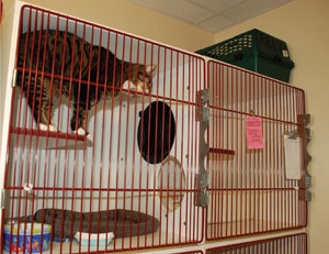 Cat in double-housing compartment