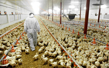 Poultry production facility