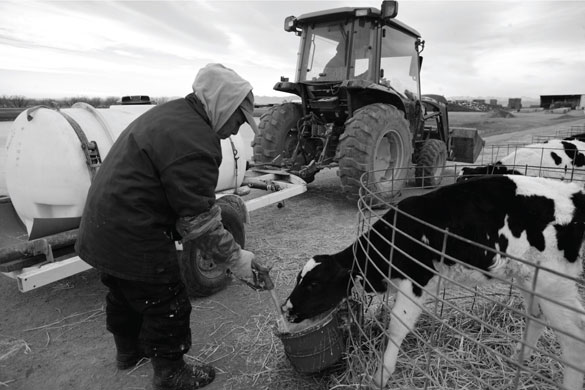 Farm worker watering a dairy cow