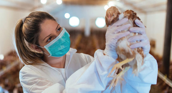 Veterinarian inspecting a live chicken