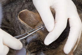 Veterinarian removing a tick from a cat's ear