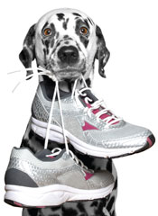 Dog with running shoes in its mouth held by the shoelaces