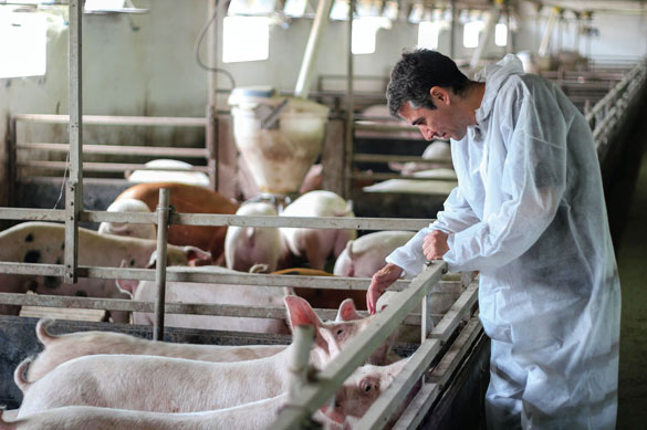Veterinarian inspecting pigs in a swine facility