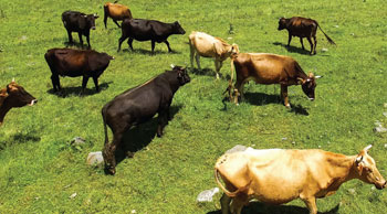 Beef cattle in the field