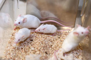 Four white lab mice
