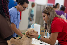 Veterinarian examining canine patient
