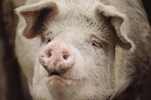 A pig's face