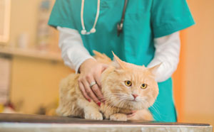 Veterinarian restraining a cat