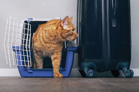 Cat emerging from a travel carrier