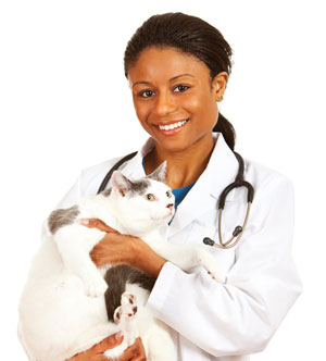 Black female veterinarian holding a cat