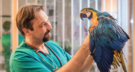 Veterinarian examining a macaw