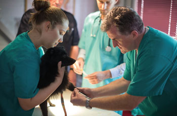 Veterinarian examining a dog's front paw