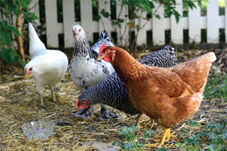 Backyard chickens