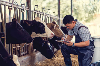Veterinarian taking notes in a dairy barn