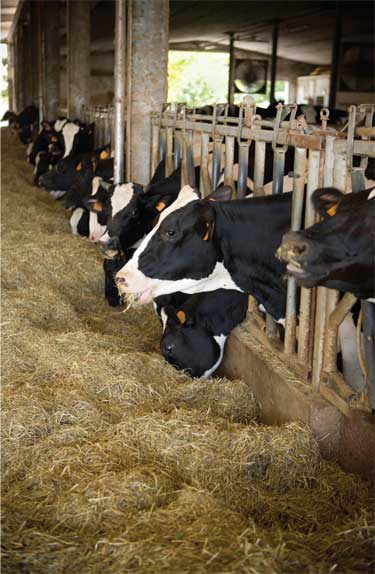 Dairy cows in a barn