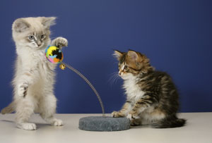 2 kittens playing