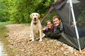 camping with dog