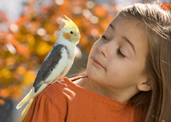 Cockatiel on a little girl's shoulder