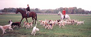 leishmaniasis diagnosed in Foxhounds
