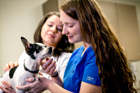 Veterinarian and assistant handling a dog