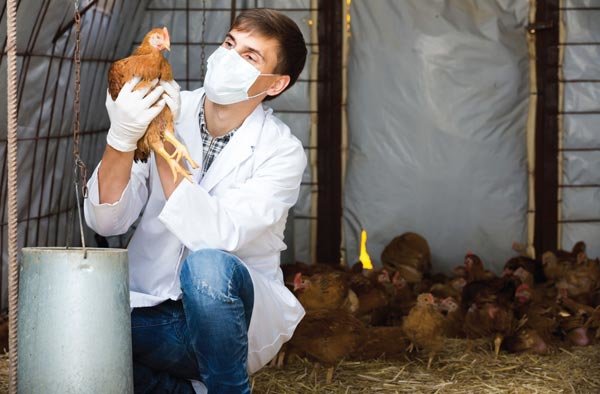 Veterinarian examining a chicken in the barn