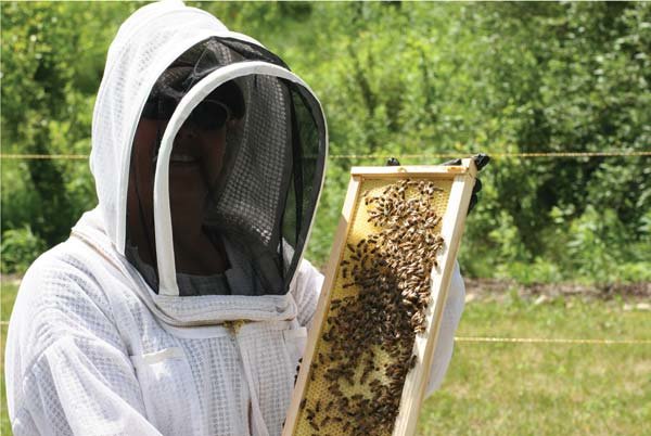 Dr. Tracy Farone holds a new hive frame.