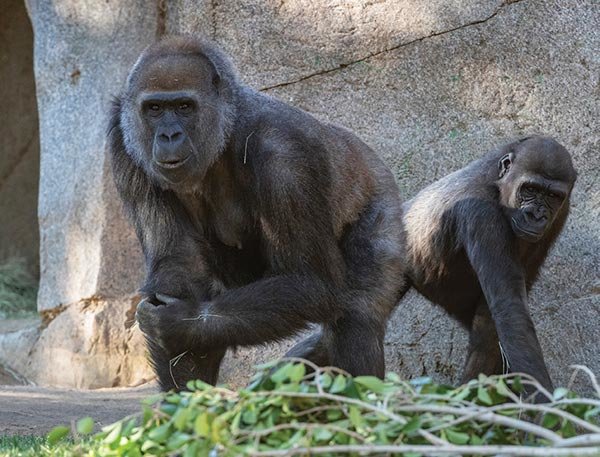 San Diego Zoo Safari Park Gorillas