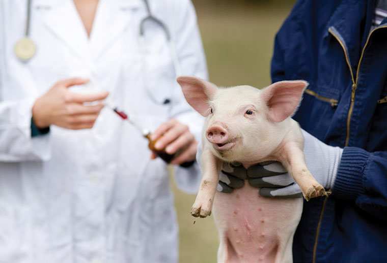 Piglet about to be vaccinated