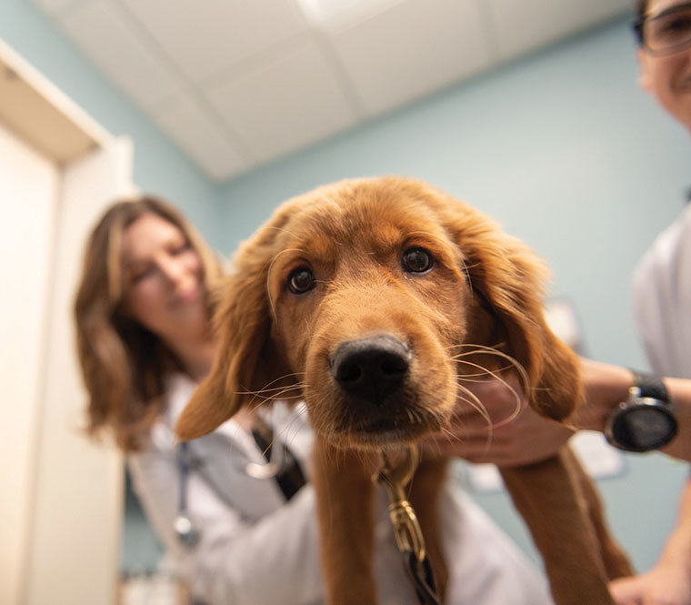 Dog being examined in a veterinary clinic