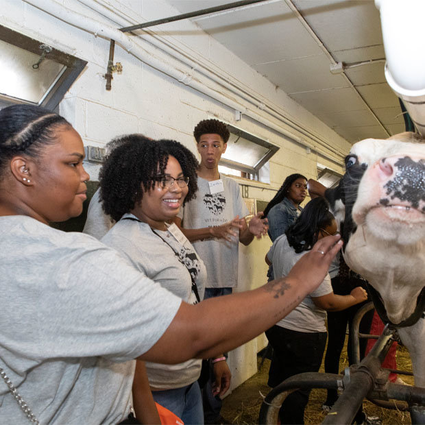 High school students get hands-on bovine experience during Critter Fixers event at AVMA Convention 2022 